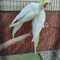 سه جفت عروس هلندی زعفرانی مولد|پرنده|اهواز, کیانشهر|دیوار