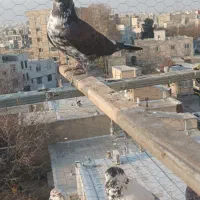 کبوتر پرشی|پرنده|ابهر, |دیوار