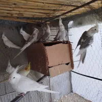 عروس هلندی|پرنده|جوین, |دیوار