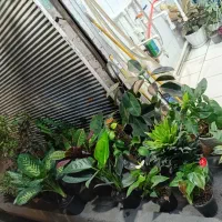 گیاه گل اپارتمانی  برکین سانسوریا پایه رز|گل و گیاه طبیعی|قدس, شهر‌قدس|دیوار