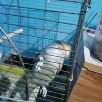 طوطی برزیلی نر معاوضه|پرنده|کوهسار (البرز), |دیوار