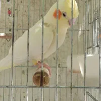 عروس هلندی نر و ماده مولد سر حال
