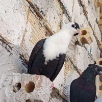 ماده کلاغ