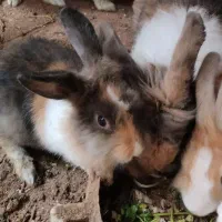 خرگوش زیباورنگارنگ