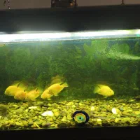 ماهی پرت و بوفالو|ماهی|اصفهان, شهید رجایی|دیوار