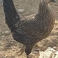 مرغ و خروس محلی|حیوانات مزرعه|برازجان, |دیوار