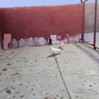 کفتر پرشی