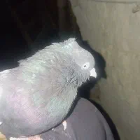 سینه سیاه نر|پرنده|شیروان (خراسان), |دیوار