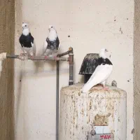 طوقی|پرنده|شوشتر, |دیوار