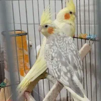 عروس هلندی مولد