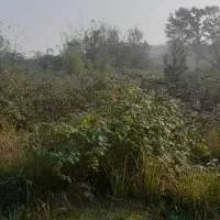 علف زنی وباغبانی