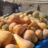 کدو گوسفندی