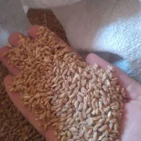 گندم ابی درجه یک امسال