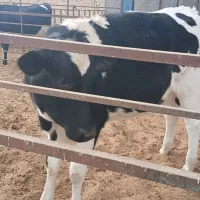 تلیسه پای کل