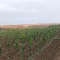 نهال مستقیم از نهالستان|خدمات باغبانی و درختکاری|بیله سوار, |دیوار