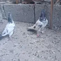 تیدی|پرنده|کهنوج, |دیوار