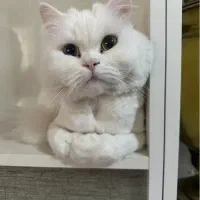 گربه ماده پرشین