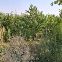 ۱۰۰۰ متر باغ در منطقه پیربکران نقدی یا معاوضه|فروش زمین و ملک کلنگی|اصفهان, شفق|دیوار