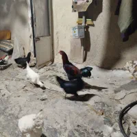 مرغ و خروس محلی