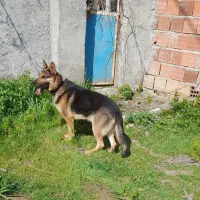 فروش سگ ژرمن|سگ|گلوگاه, |دیوار