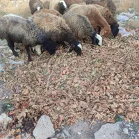 چاق کشتاری|حیوانات مزرعه|قزوین, |دیوار