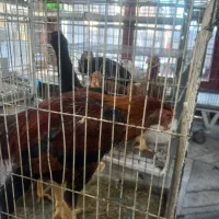 ۷ عدد مرغ وخروس|حیوانات مزرعه|تهران, جوادیه|دیوار