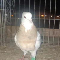 کفتر طوقی زرد