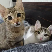 واگذاری رایگان بچه گربه