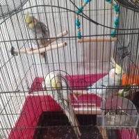 عروس هلندی|پرنده|اصفهان, پزوه|دیوار