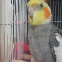 عروس هلندی نر سخنگو ،دستی|پرنده|ری, فیروزآبادی|دیوار