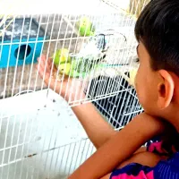 طوطی عروس ومرغ عشق|پرنده|تاکستان, |دیوار