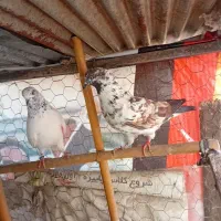 کبوتر‌های ساعت سنگین|پرنده|قائم‌شهر, |دیوار