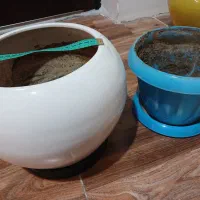 گلدان سرامیکی و پلاستیکی|گل و گیاه طبیعی|هشتگرد, فاز ۲ مهستان|دیوار