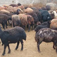 گوسفند داشتی|حیوانات مزرعه|بجنورد, |دیوار