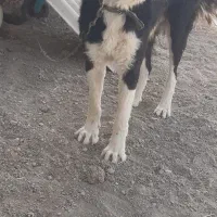 سگ نر چمبر