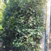 خدمات باغبانی تعویض خاک گلدون کاشت گل هرس درختان|خدمات باغبانی و درختکاری|اسلامشهر, شهرک قائمیه|دیوار