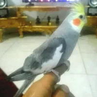عروس هلندی،