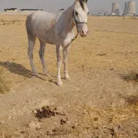 اسب مادیون بنام پدیده