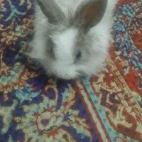 خرگوش پشمالو