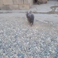 مرغ گلین