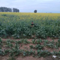 دوهکتار زمین مجوز گاوداری صدراس شیری