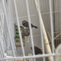 فنچ های گلدین و ایمو و ایمو شارک کینگ