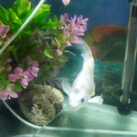 آکواریوم|ماهی|میاندوآب, |دیوار