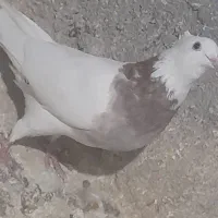 کبوتر آلمانی پلاکی و طوقی به ضمانت|پرنده|مشهد, میان ولایت|دیوار