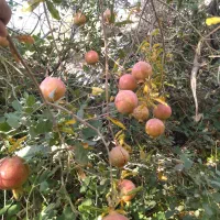 رب انار فروشی