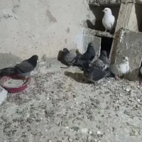 ۷ تا کفتر