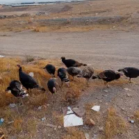 ۱۰عددفروشی فوری