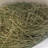 یونجه خشک عالی