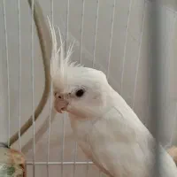 عروس هلندی سخنگو