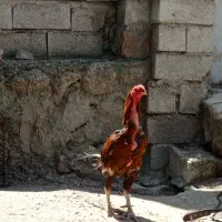 تخم مرغ لاری اصیل|حیوانات مزرعه|اردبیل, |دیوار